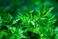 艾草泡脚可以减肥吗，艾草贴可以减肥吗