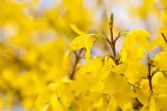 阿胶什么季节吃最好，夏天适不适合吃阿胶