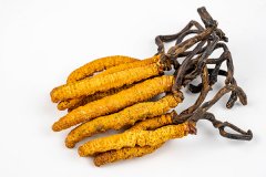 冬虫夏草是虫还是草，冬虫夏草是补什么的