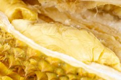 月经期间可以吃榴莲吗，怀孕初期可以吃榴莲吗