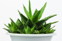 防辐射最强的7种植物，什么植物防辐射较强