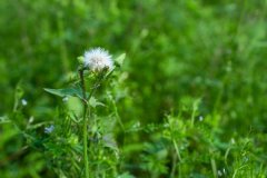 蒲公英根和叶功效一样吗，蒲公英根与叶子的功效区别