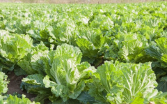 促进宝宝排便的蔬菜，7种对宝宝最好的蔬菜